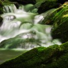Water and Moss